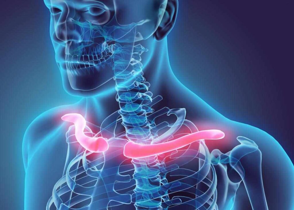 collarbone highlighted in 3d render of x ray of human skeleton 11zon