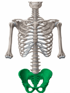ANTERIOR PELVIC TILT 1 pelvic bone